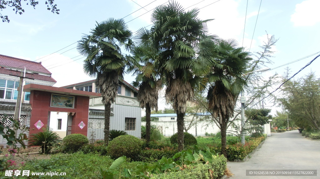 芭蕉树