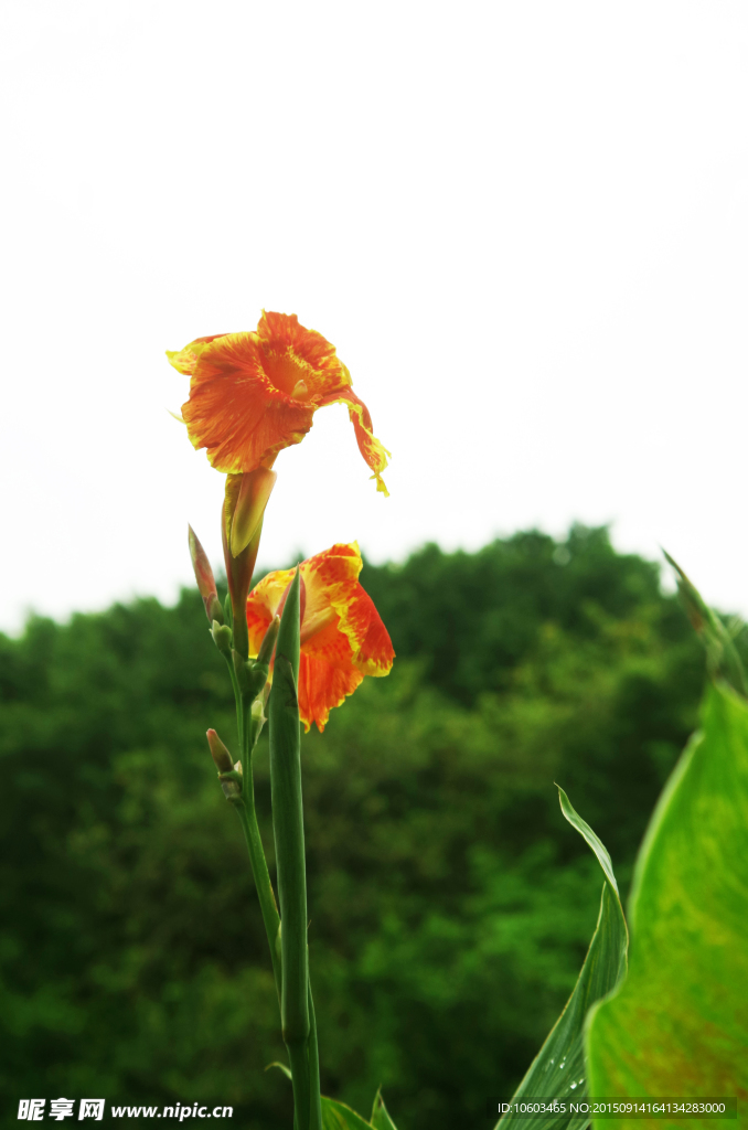 一朵红花 美人蕉花