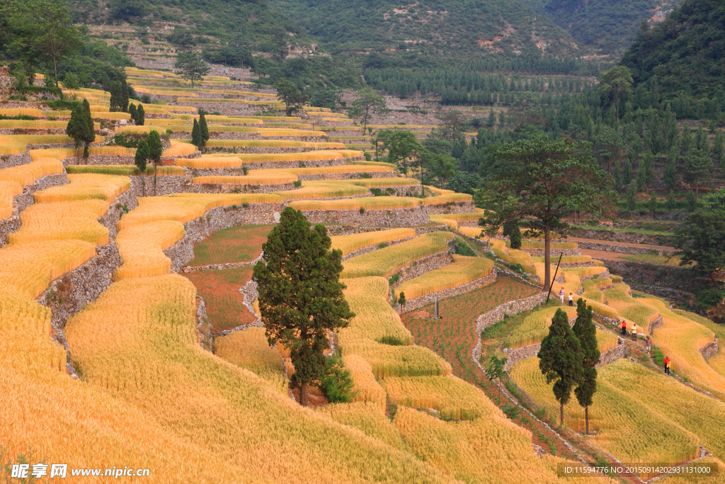 高山梯田雄壮