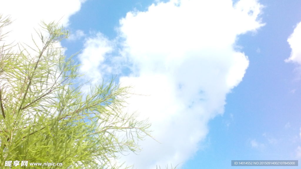 绿油树叶上的蓝天白云