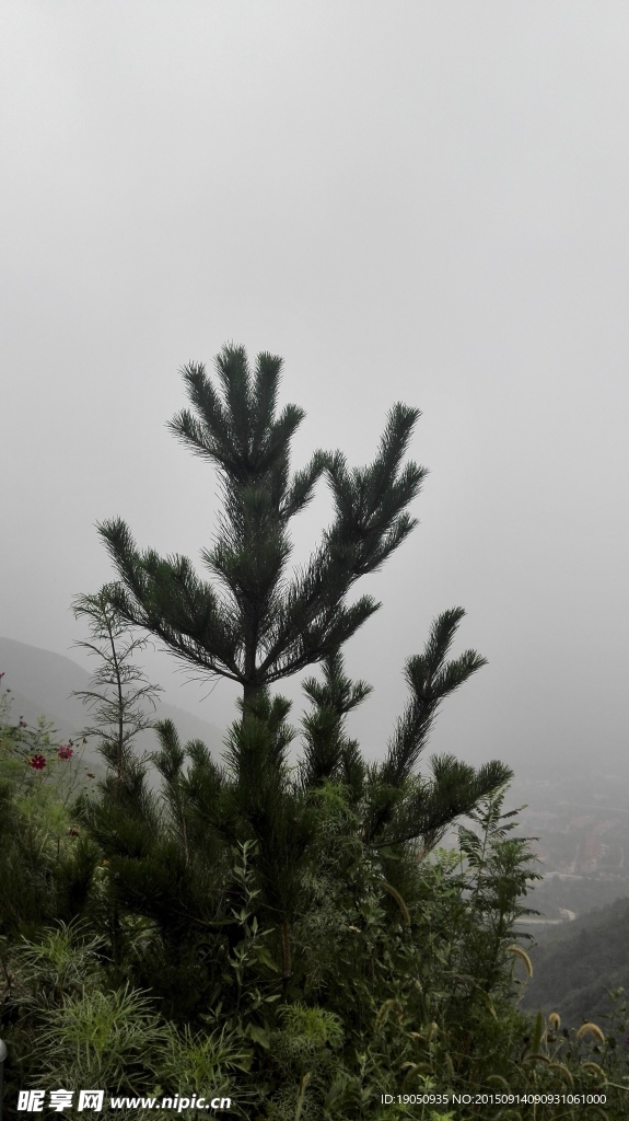 绿色山上植物 柏树