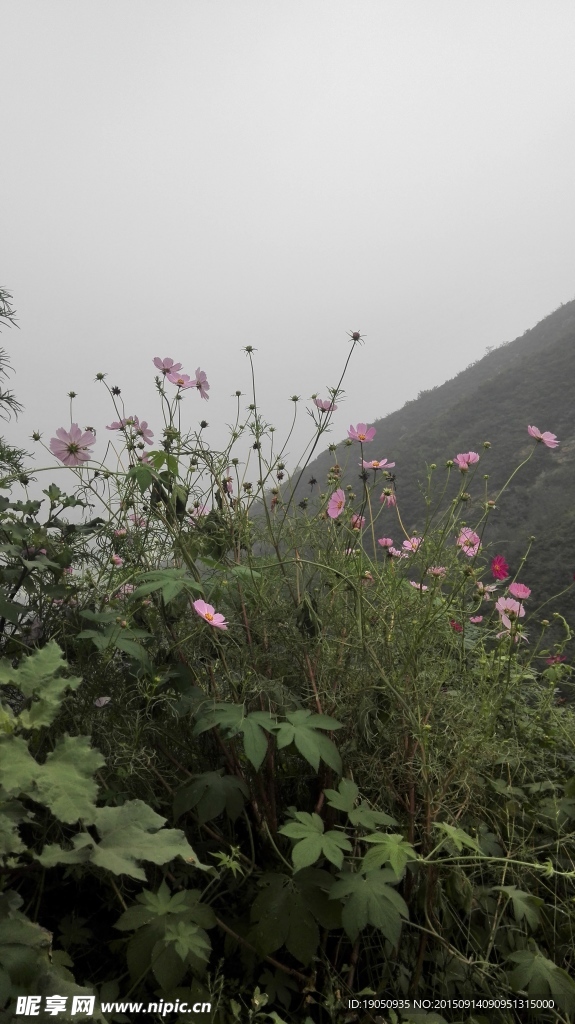 绿色山上植物花朵