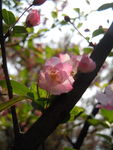海棠花