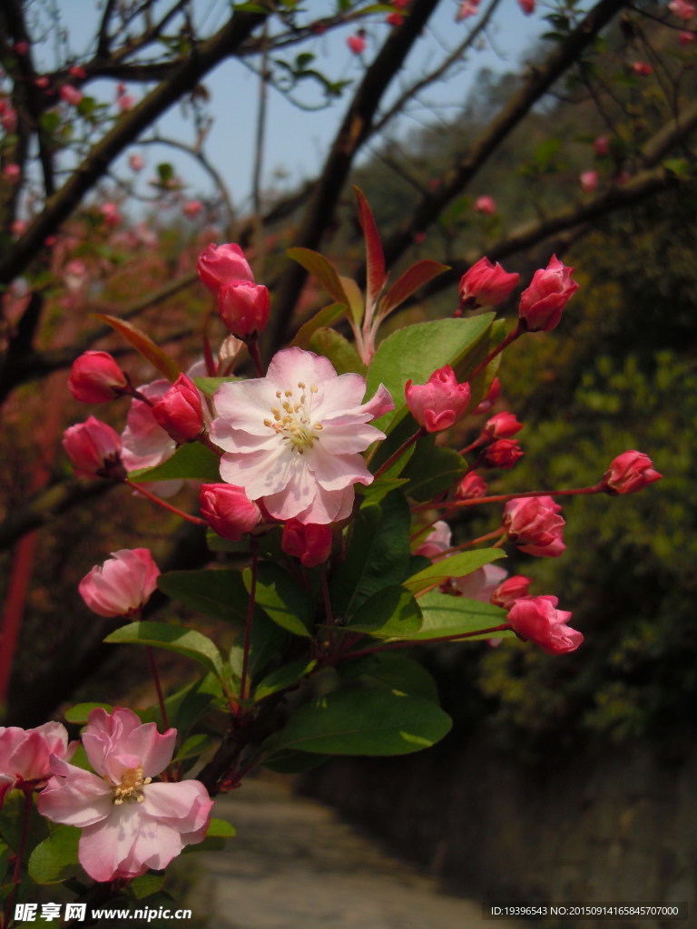 海棠花