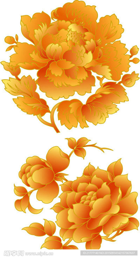 牡丹花