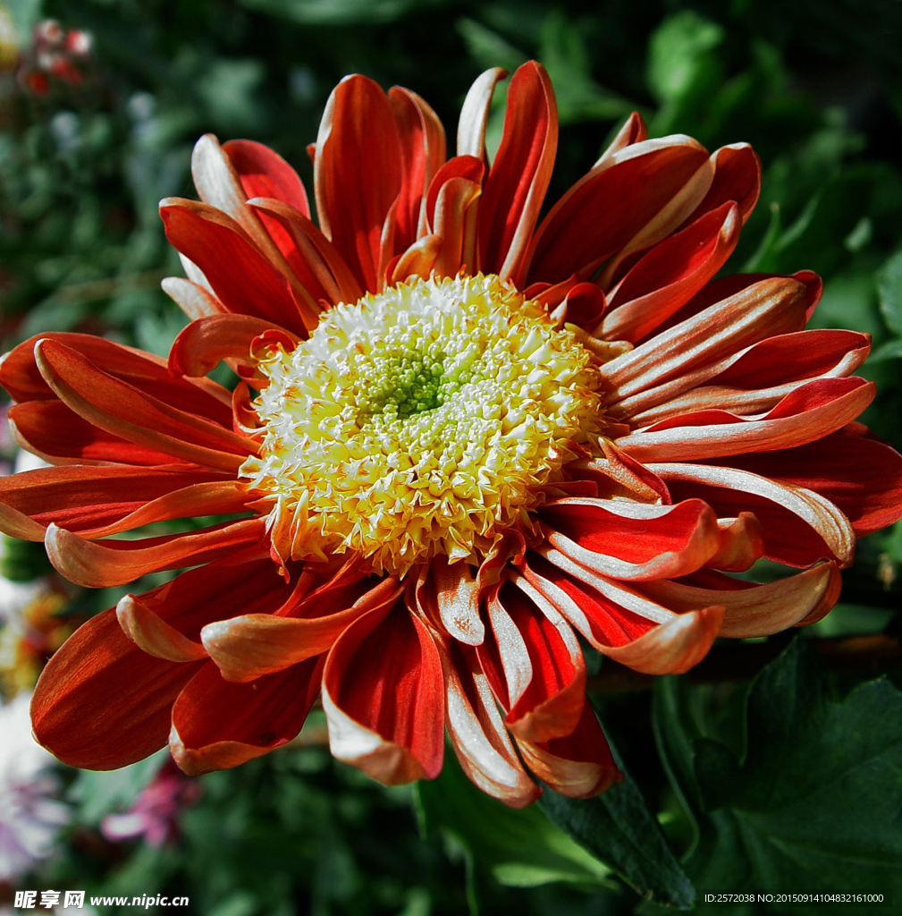 菊花