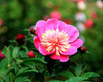 芍药