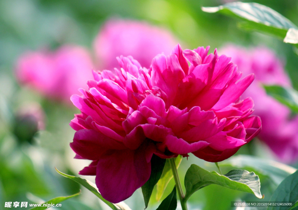 芍药