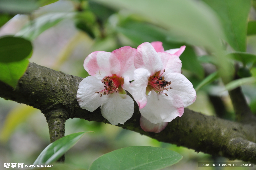 野木瓜花