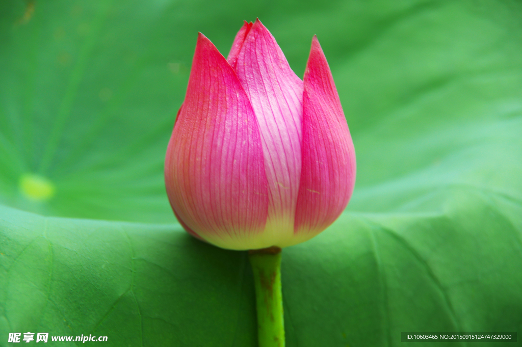 一束花蕾