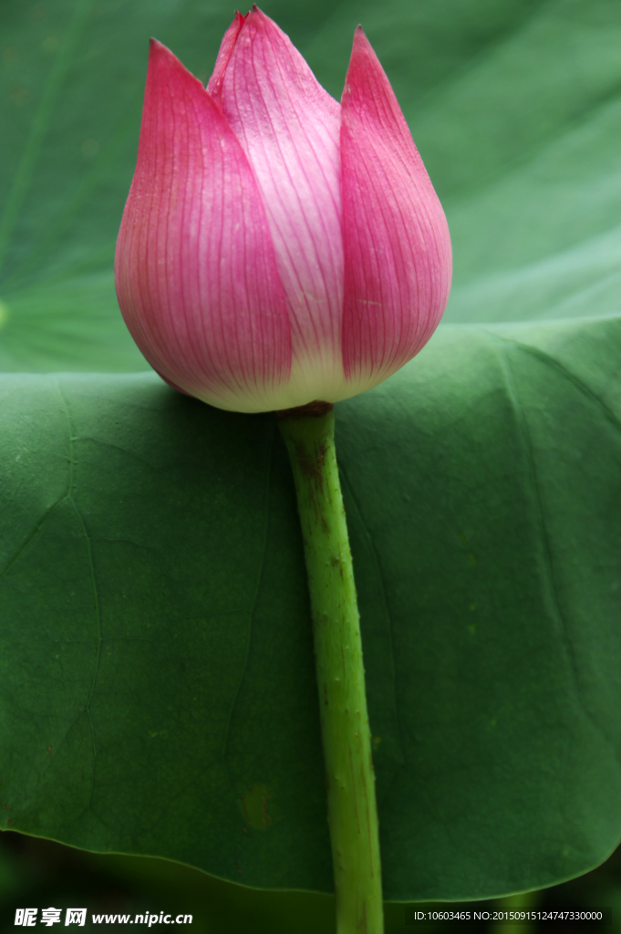 一束花蕾