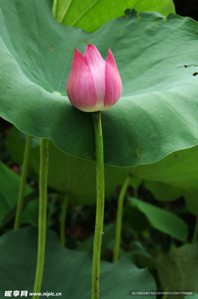 一束花蕾