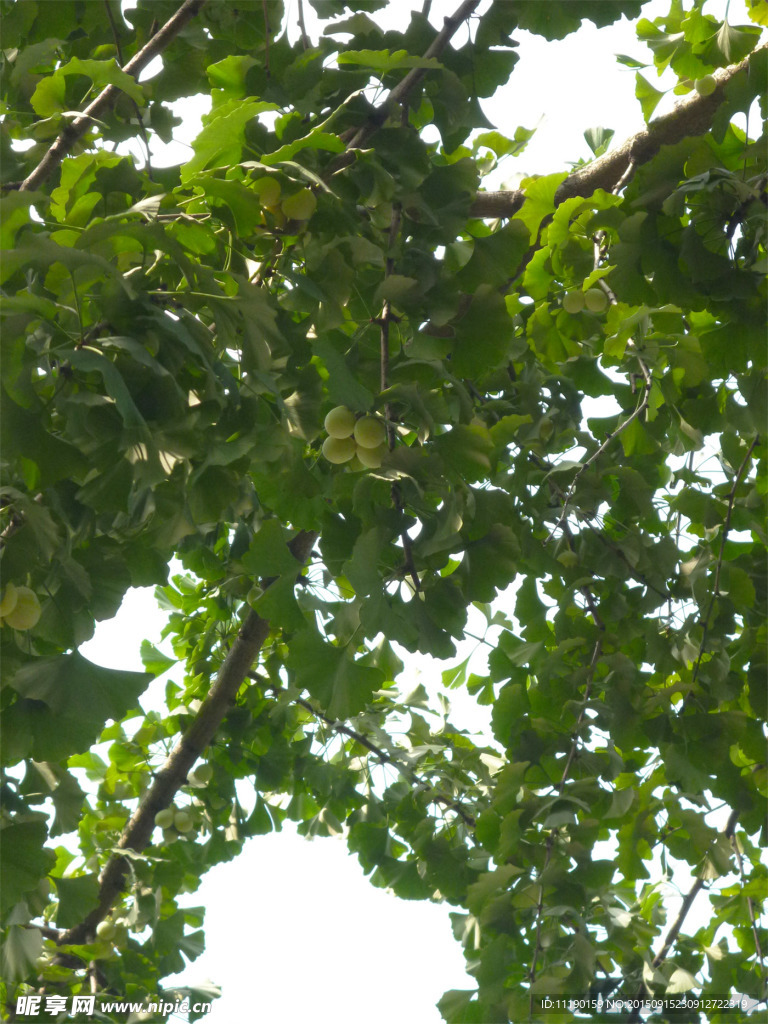 银杏树枝