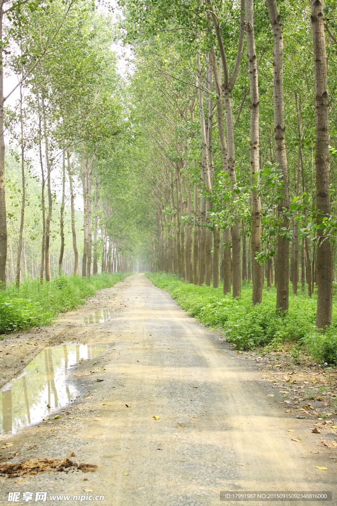 林间小路