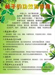 柚子的功效与作用