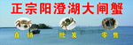 大闸蟹