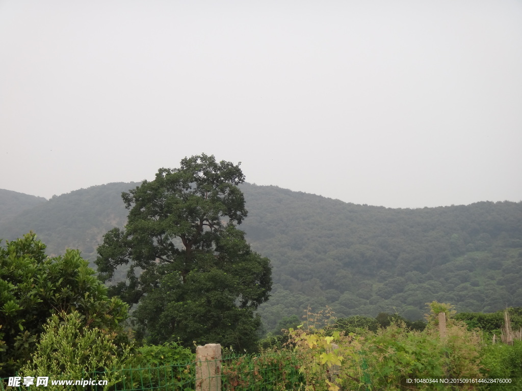 山野