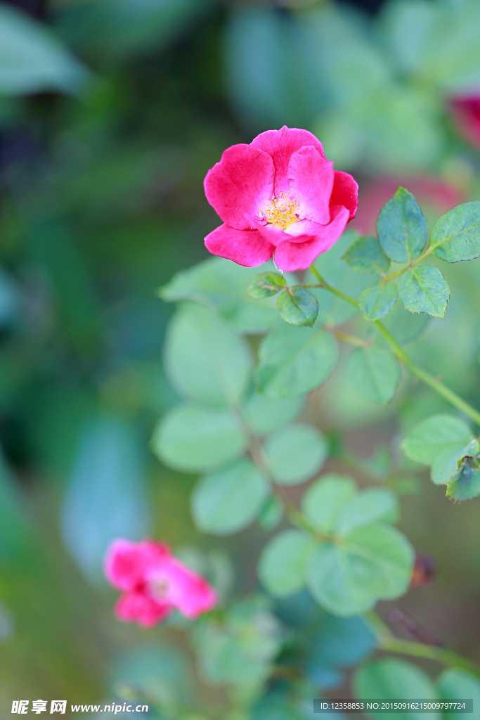 小清新月季花