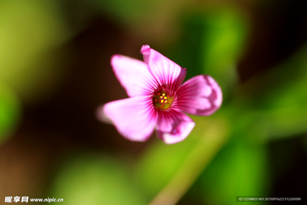 粉色小花