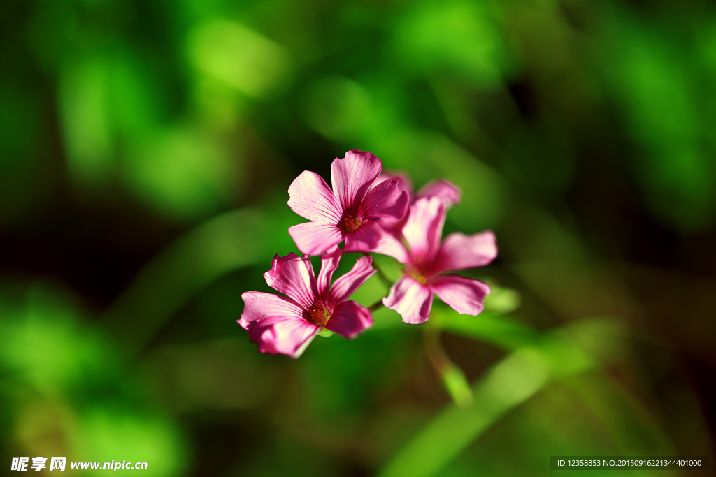 粉红小花