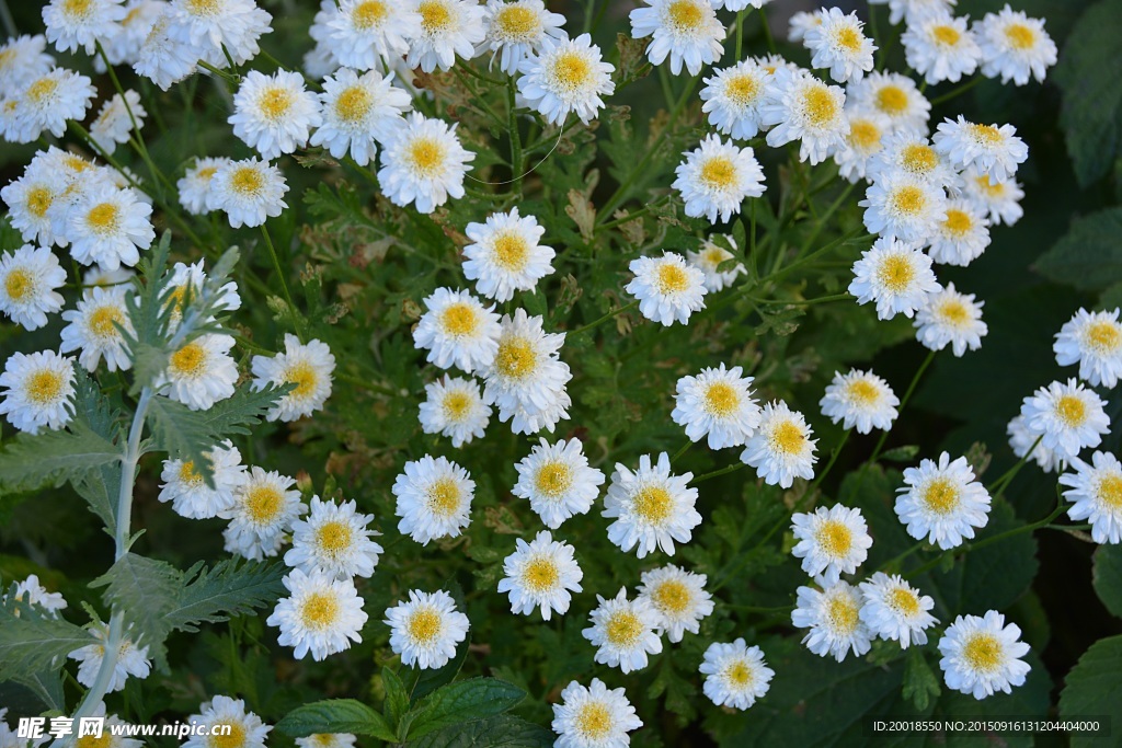 白菊花