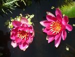 莲花