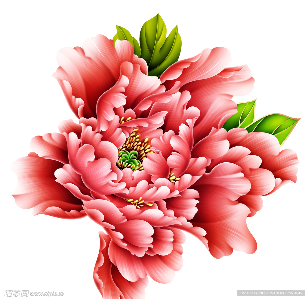 牡丹花