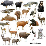 20种野生动物高清图片