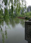 水面垂柳