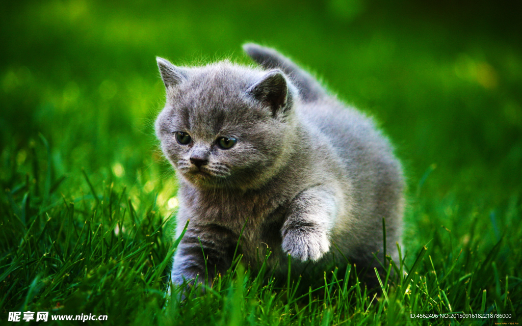小猫