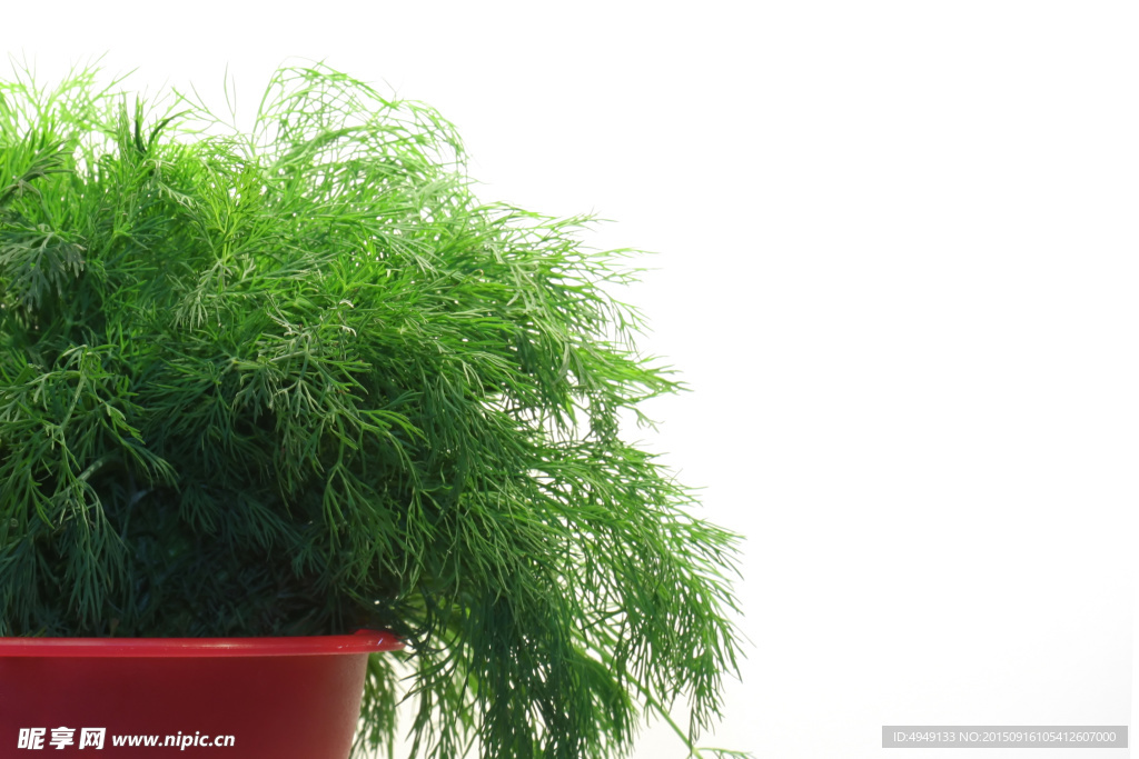新鲜蔬菜图片