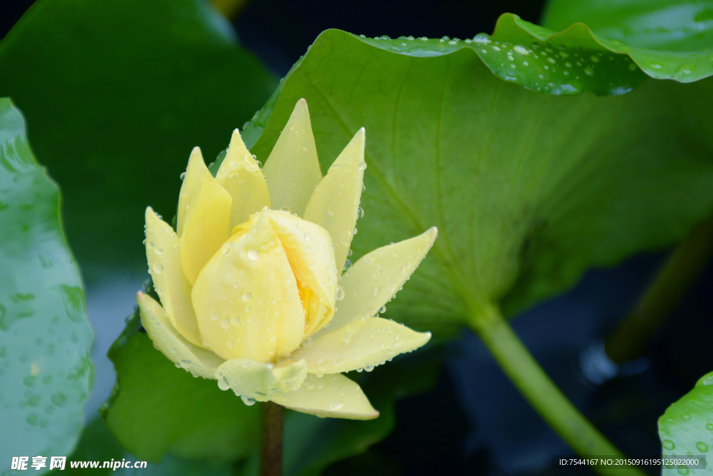 含苞玉露黄莲花