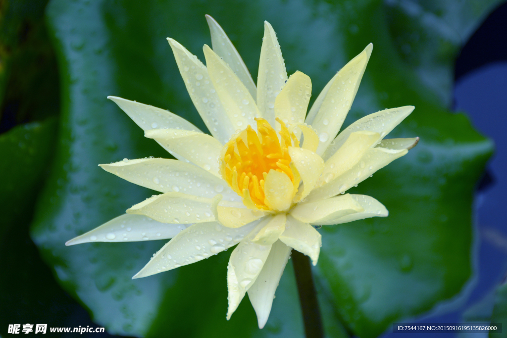 莲花盛艳
