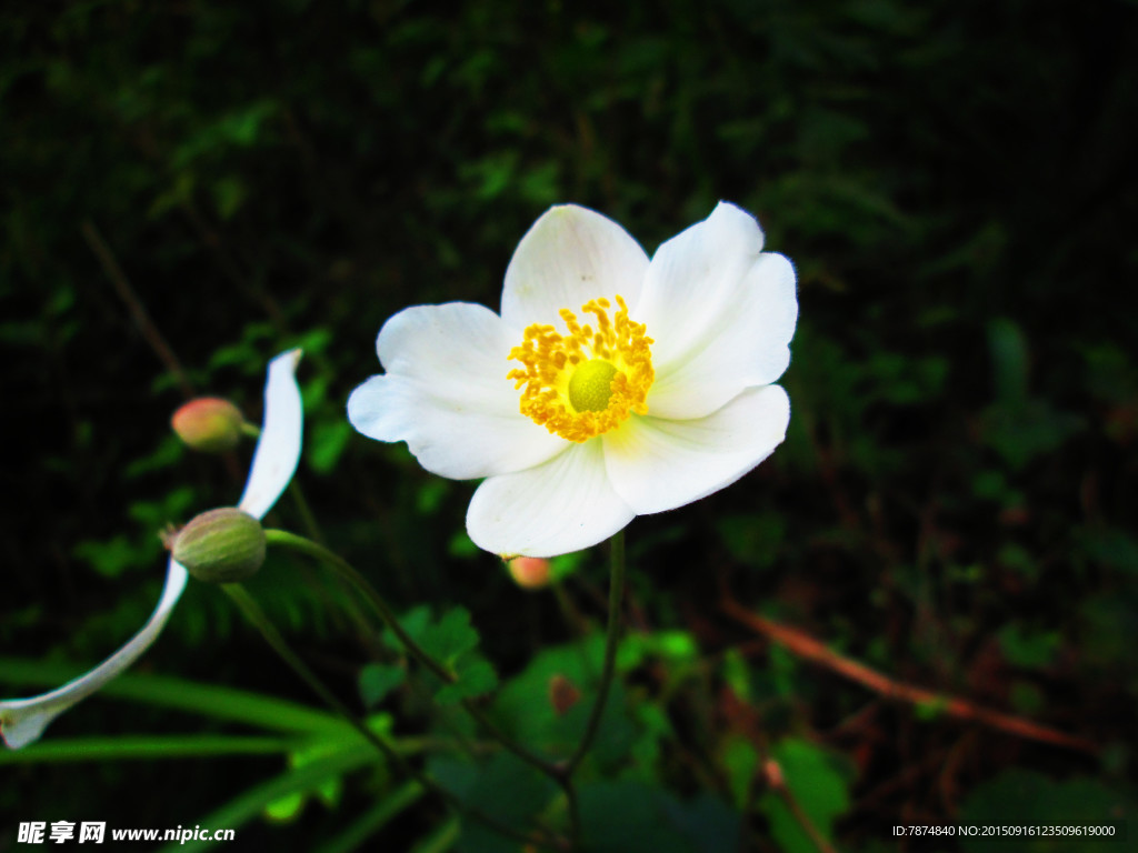 白花