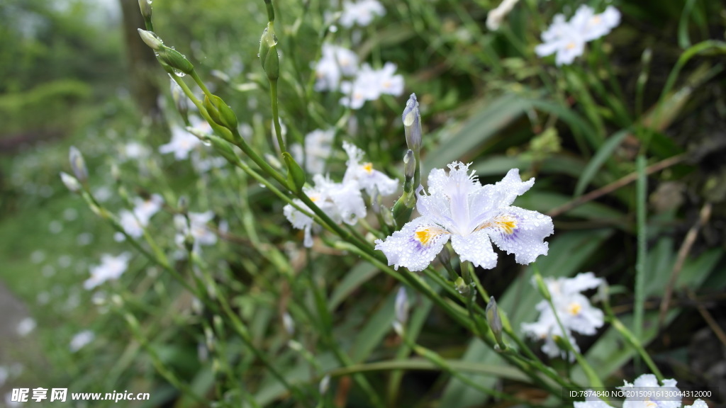 白花