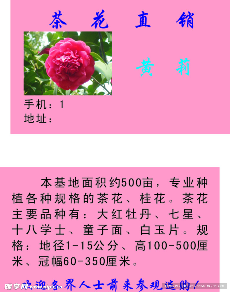 茶花直销