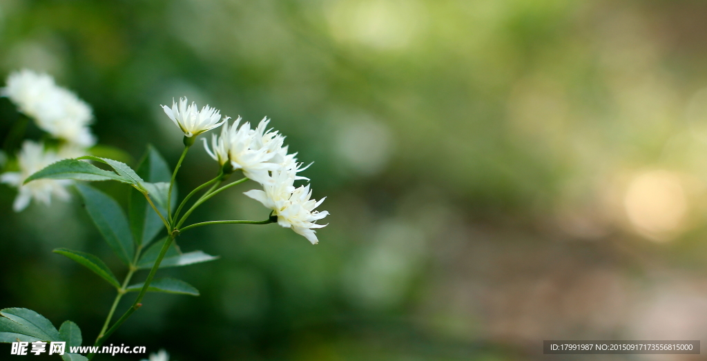 白蔷薇花