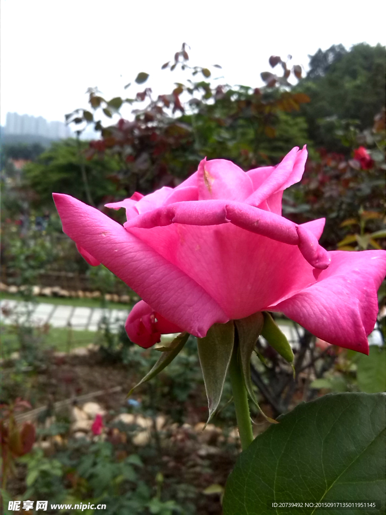 玫瑰花