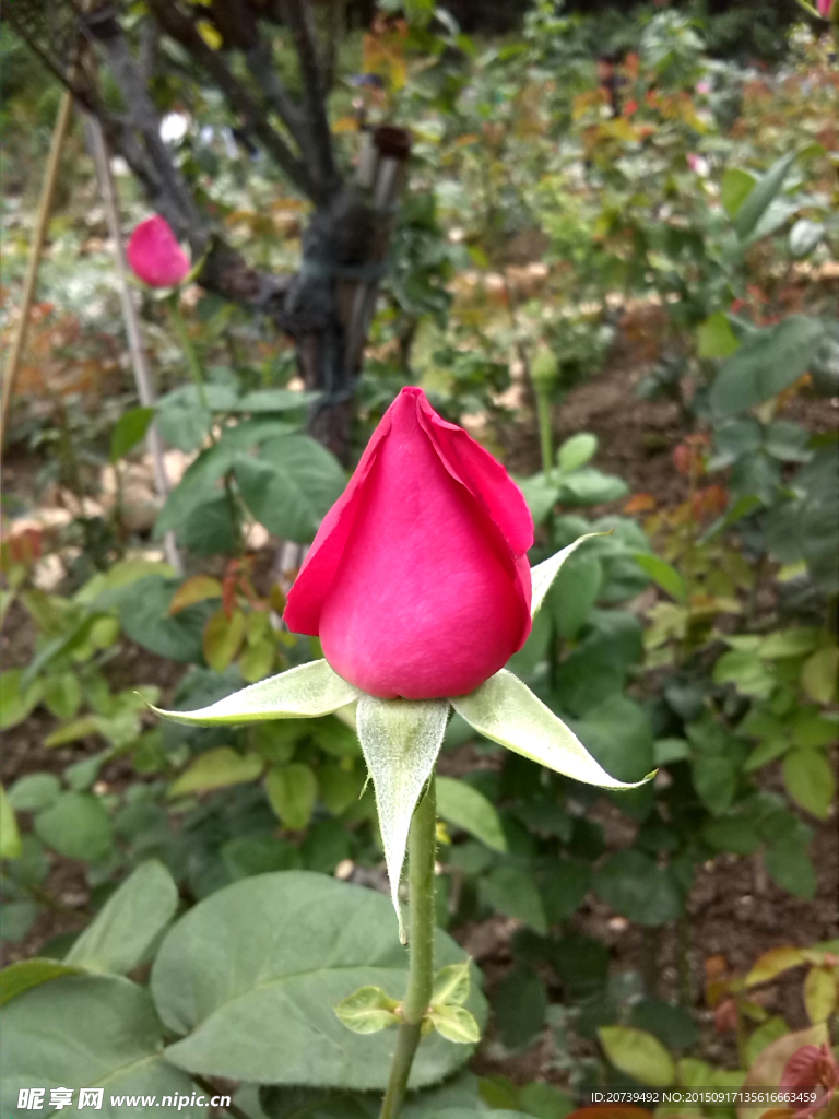 玫瑰花