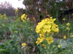 油菜花