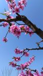 桃花摄影图