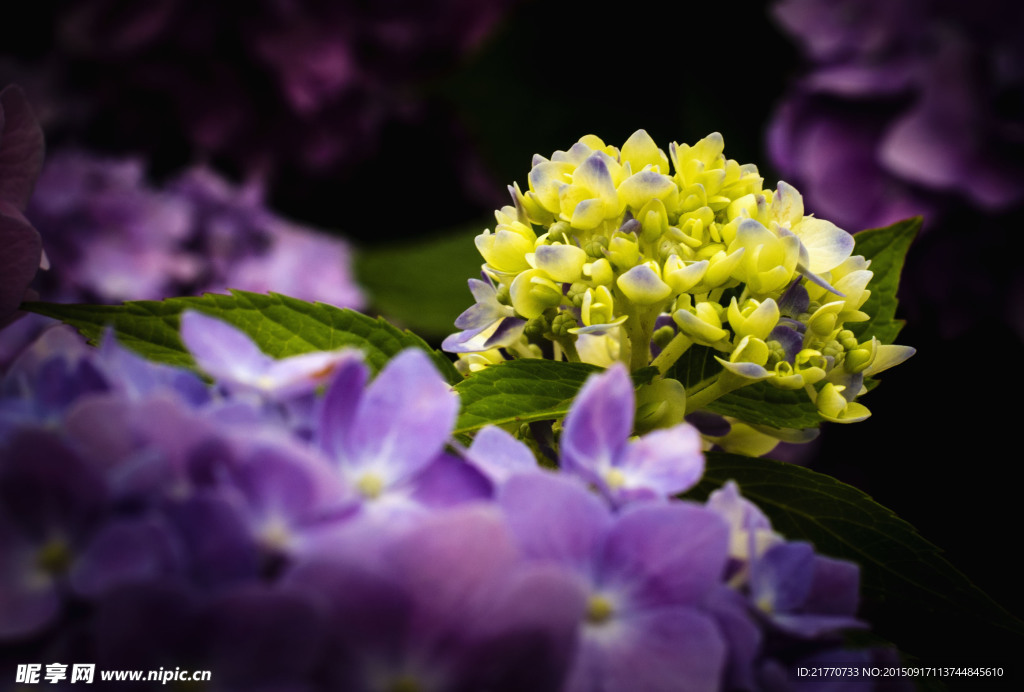 花