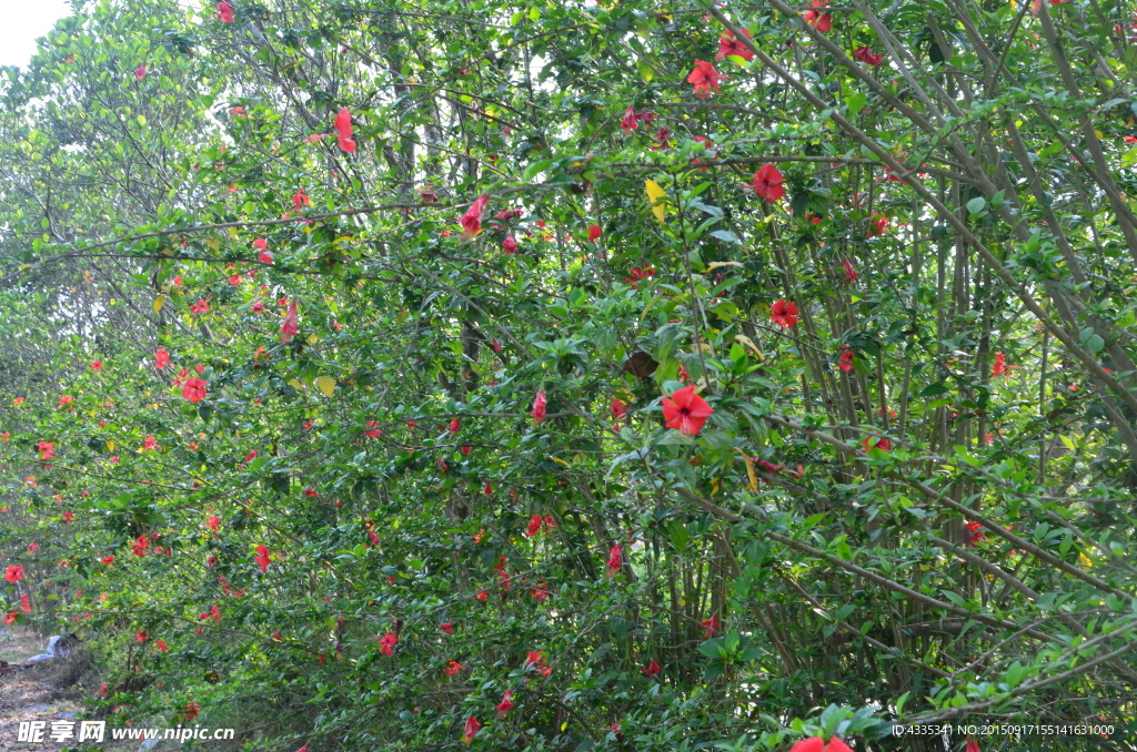 花丛