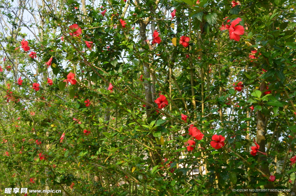 扶桑花