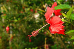 扶桑花