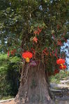 重阳树