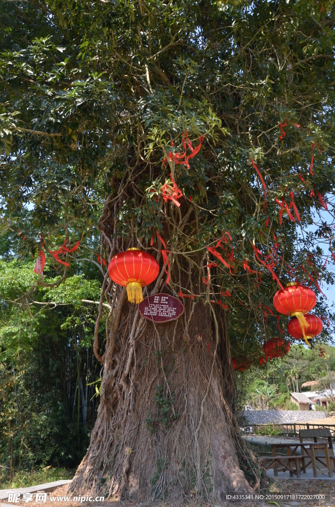 重阳树