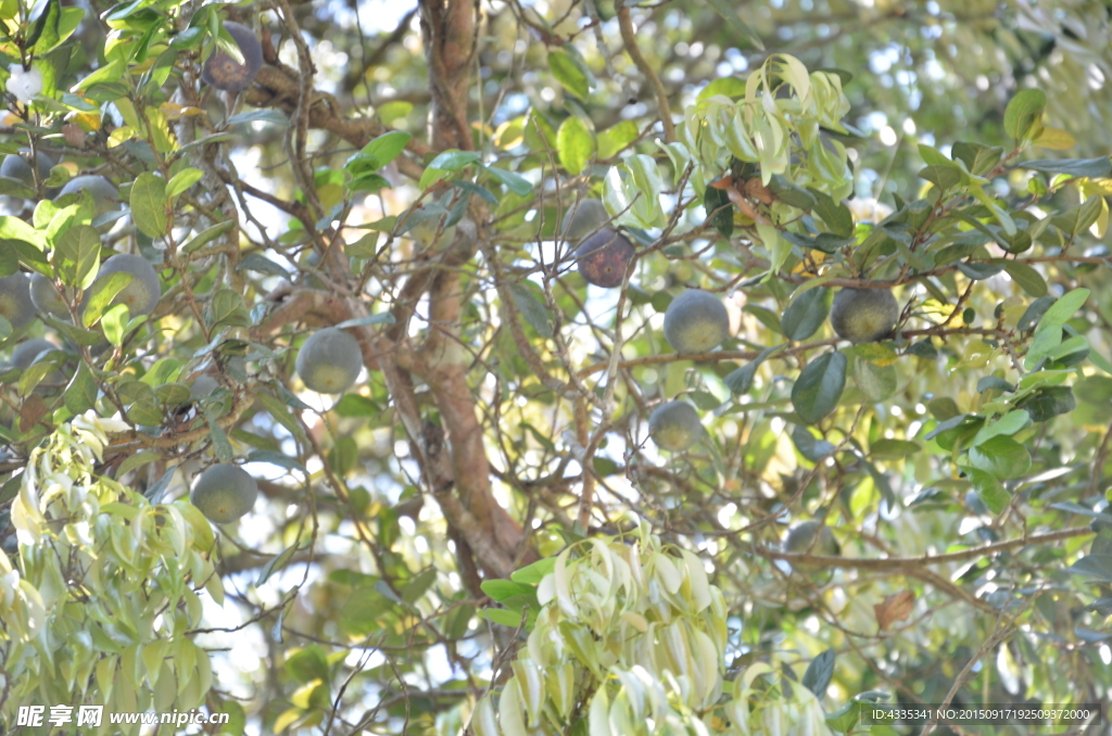 茶油树