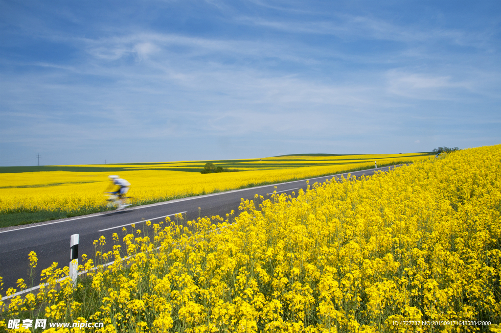 公路旁边油菜花