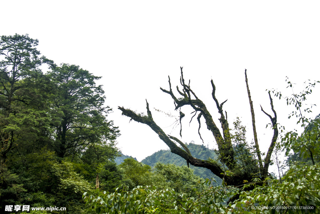 牛背山风光